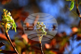 Село Брестовене - разцъфнал кестен