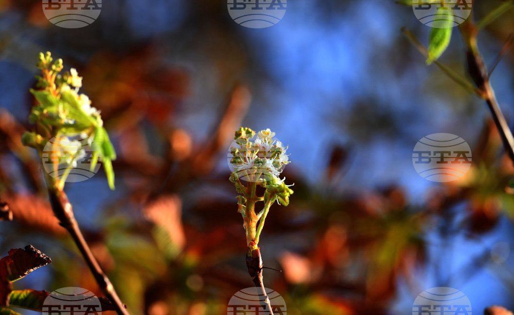 Село Брестовене - разцъфнал кестен