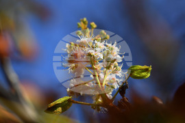 Село Брестовене - разцъфнал кестен