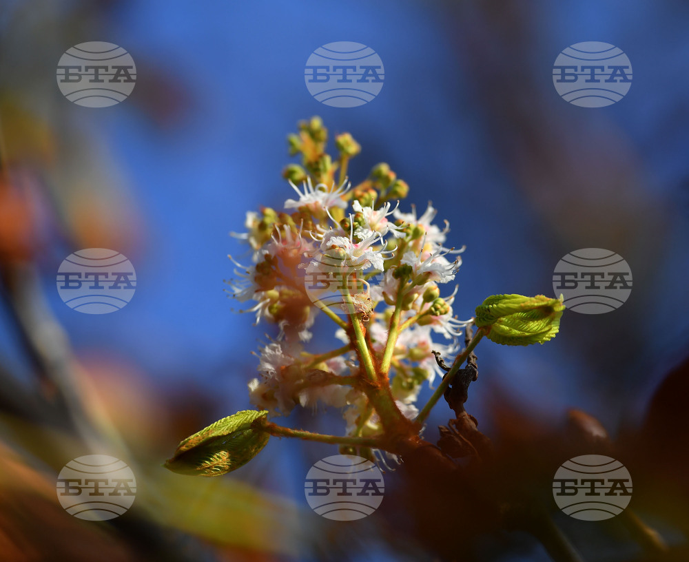 Село Брестовене - разцъфнал кестен