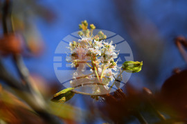 Село Брестовене - разцъфнал кестен