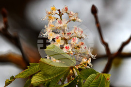 Село Брестовене - разцъфнал кестен