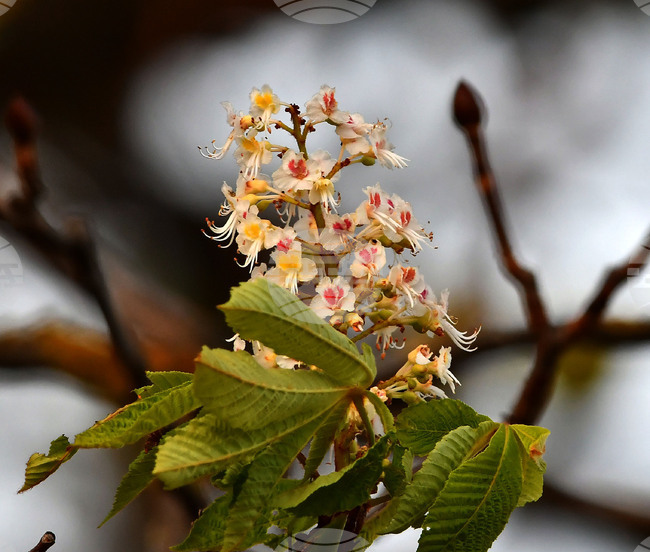 Село Брестовене - разцъфнал кестен 