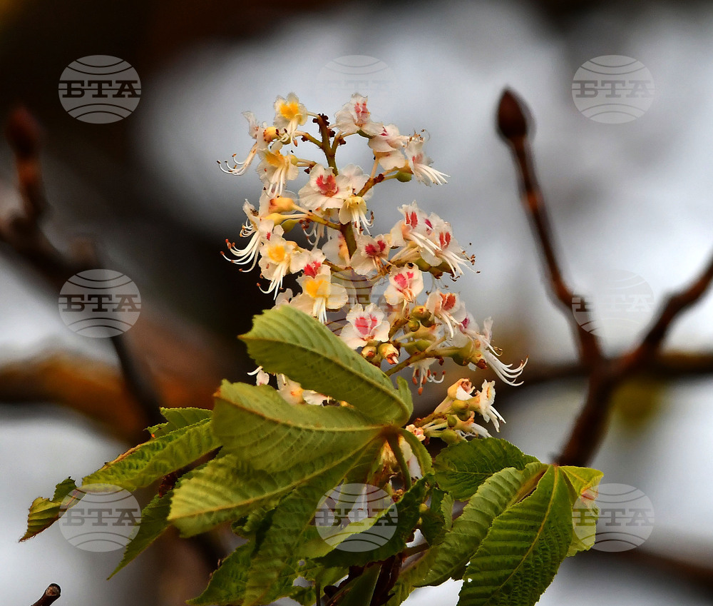 Село Брестовене - разцъфнал кестен