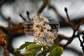 Село Брестовене - разцъфнал кестен