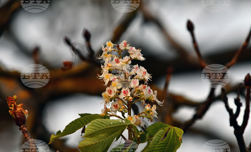 Село Брестовене - разцъфнал кестен