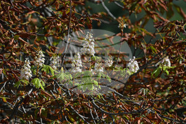 Село Брестовене - разцъфнал кестен