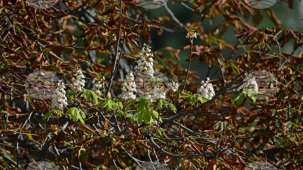 Село Брестовене - разцъфнал кестен