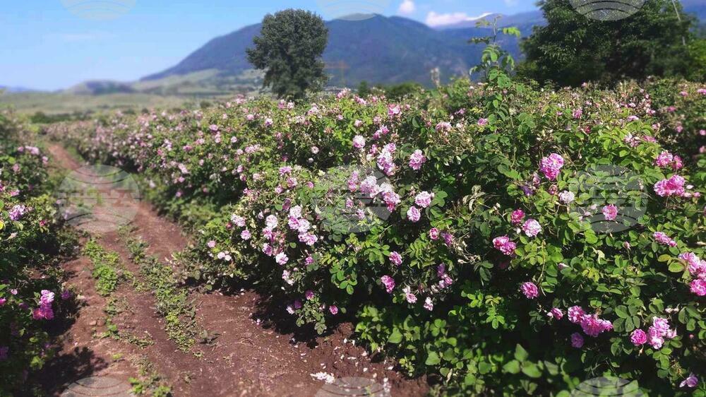 "Българска розова долина" поиска удължаване срока на еднодневните трудови договори, които не спират помощите на работниците