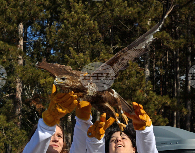 Седем обикновени мишелова отлетяха отново на свобода край Кремиковския манастир