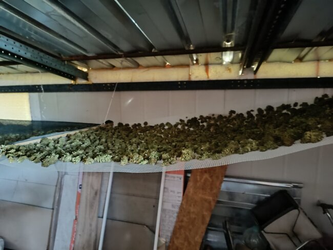 Апелативна прокуратура – Бургас: Окръжна прокуратура-Сливен задържа за срок до 72 часа три лица, обвинени в държане с цел разпространение на марихуана 