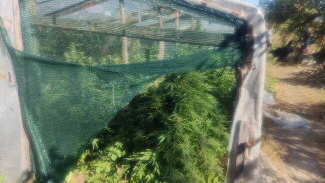 МВР: Служители на ГДБОП задържаха участници в престъпна схема за отглеждане и разпространение на наркотици 