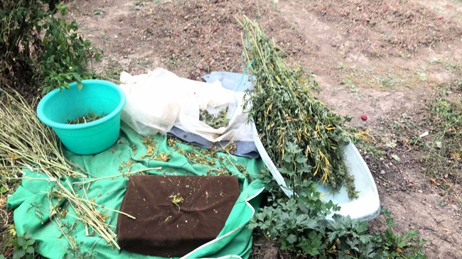 МВР: Голямо количество канабис е иззето при спецоперация на служители на ГДБОП във Великотърновско