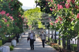 Пролет - кестени