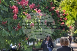 Пролет - кестени