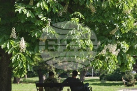 Пролет - кестени