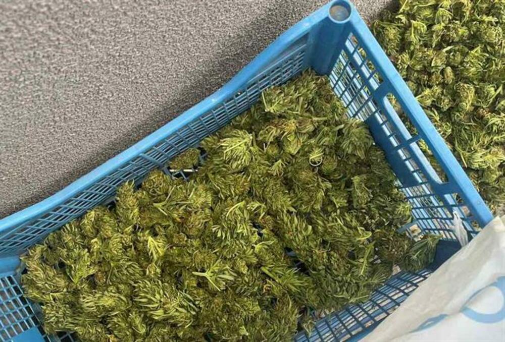Задържаха 37-годишен в Ямбол с 20 кг марихуана при специализирана полицейска акция