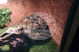 Плевен - екзотични животни - изложба