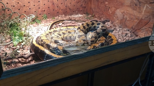 Плевен - екзотични животни - изложба