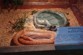 Плевен - екзотични животни - изложба