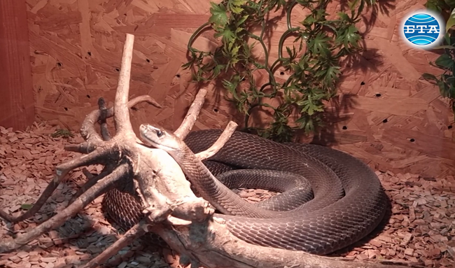 Изложба в Плевен показва едни от най-опасните влечуги