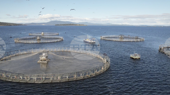  Учени изобретиха система, базирана на изкуствен интелект, която „чува“ кога рибите са гладни