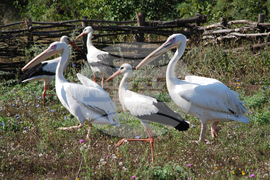 Световен ден на прелетните птици