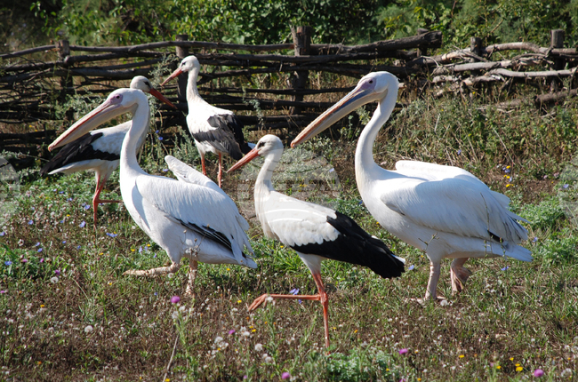 Световен ден на прелетните птици
