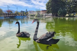 Самоков - парк „Крайискърец" - черни лебеди