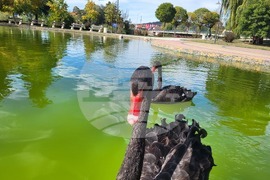 Самоков - парк „Крайискърец" - черни лебеди