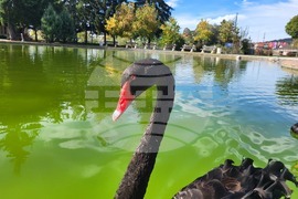 Самоков - парк „Крайискърец" - черни лебеди