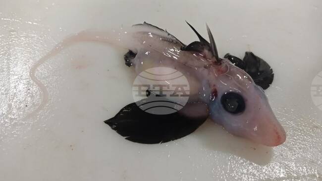 Учени в Нова Зеландия заснеха бебе акула-призрак