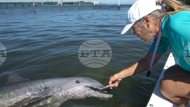 Жителите на Венеция се застъпват за делфина Мимо, обитаващ лагуната на града