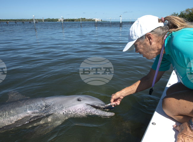 Жителите на Венеция се застъпват за делфина Мимо, обитаващ лагуната на града