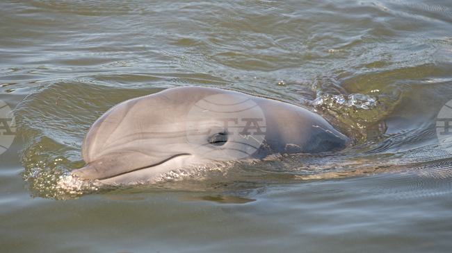 Историята на "венецианския" делфин Мимо - алегория за две туристически тенденции и за обезлюдяването на Ла Серенисима