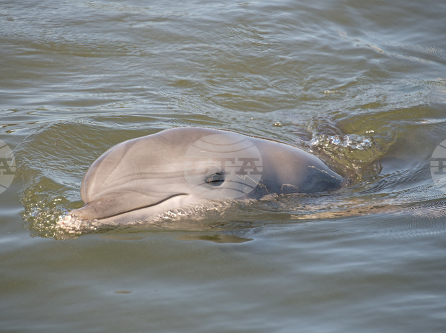 Историята на "венецианския" делфин Мимо - алегория за две туристически тенденции и за обезлюдяването на Ла Серенисима