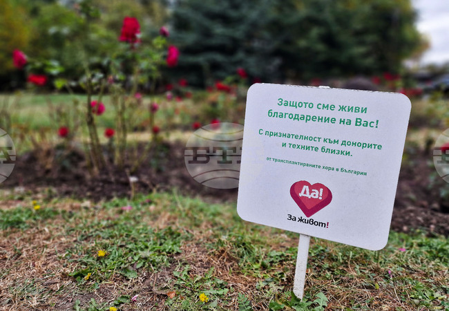 Розова градина в памет на донорите - рози - засаждане 