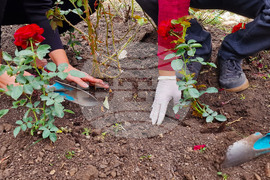 Розова градина в памет на донорите - рози - засаждане