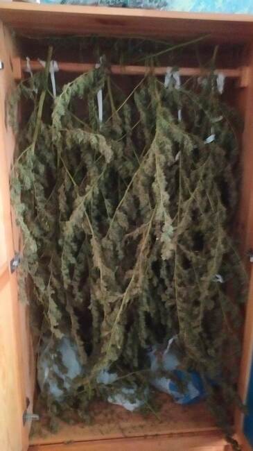 Гранични полицаи от ГПУ-Петрич задържаха мъж с над 10 кг канабис