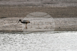 Село Малък Поровец - черни щъркели - любопитно