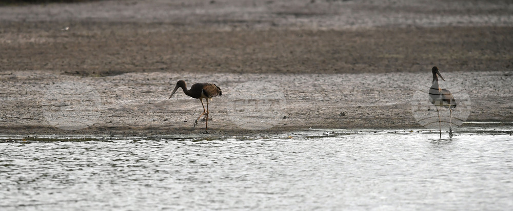 Село Малък Поровец - черни щъркели - любопитно