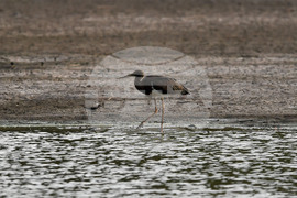 Село Малък Поровец - черни щъркели - любопитно