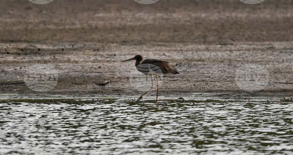 Село Малък Поровец - черни щъркели - любопитно