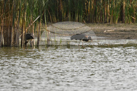 Село Малък Поровец - черни щъркели - любопитно