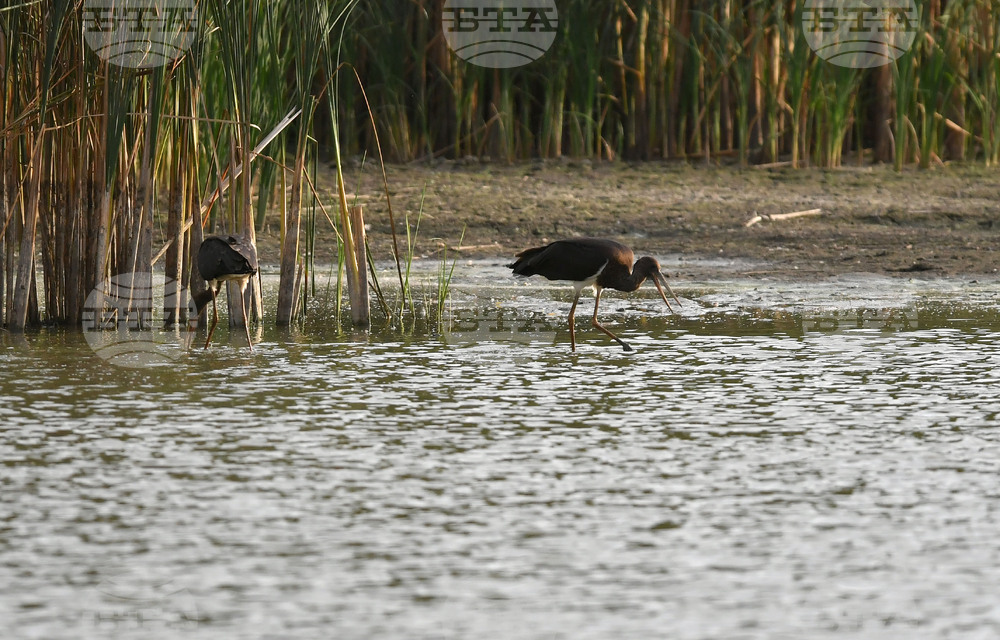 Село Малък Поровец - черни щъркели - любопитно