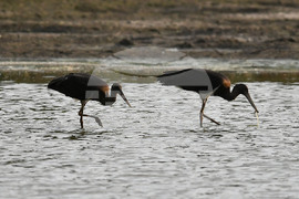 Село Малък Поровец - черни щъркели - любопитно
