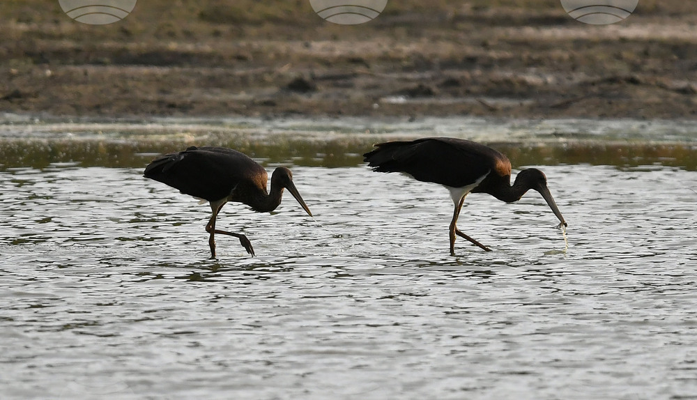 Село Малък Поровец - черни щъркели - любопитно