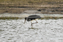 Село Малък Поровец - черни щъркели - любопитно
