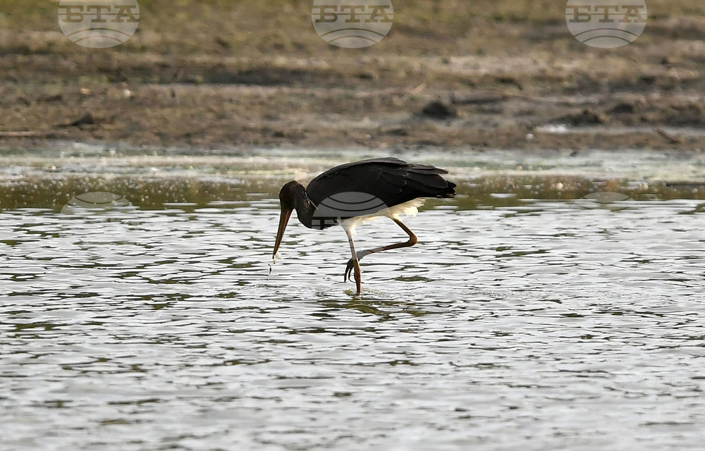 Село Малък Поровец - черни щъркели - любопитно