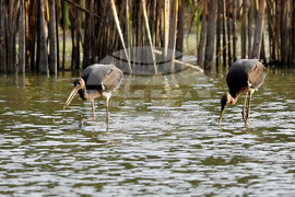 Село Малък Поровец - черни щъркели - любопитно
